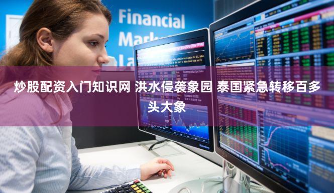 炒股配资入门知识网 洪水侵袭象园 泰国紧急转移百多头大象